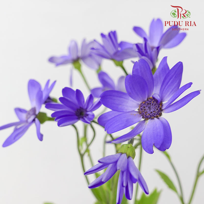 Pericallis Purple 瓜叶菊 - (2 Stems)