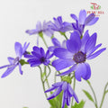 Pericallis Purple 瓜叶菊 - (2 Stems)
