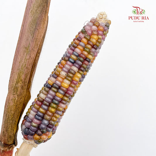 Glass Gem Corn - (Per Bundle)