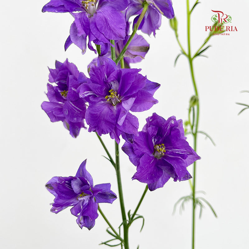 Delphinium Consolida Purple - ( Per Bundle)