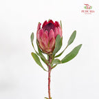 Protea Sylvia - (2 Stems)