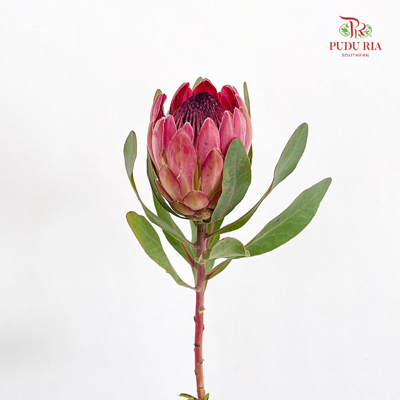 Protea Sylvia - (2 Stems)