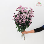 Chrysanthemum Pompom Daisy Pink 2 - (10-12 Stems)