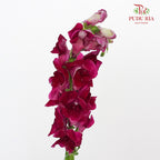 Snapdragon Purple - Pudu Ria Florist Southern