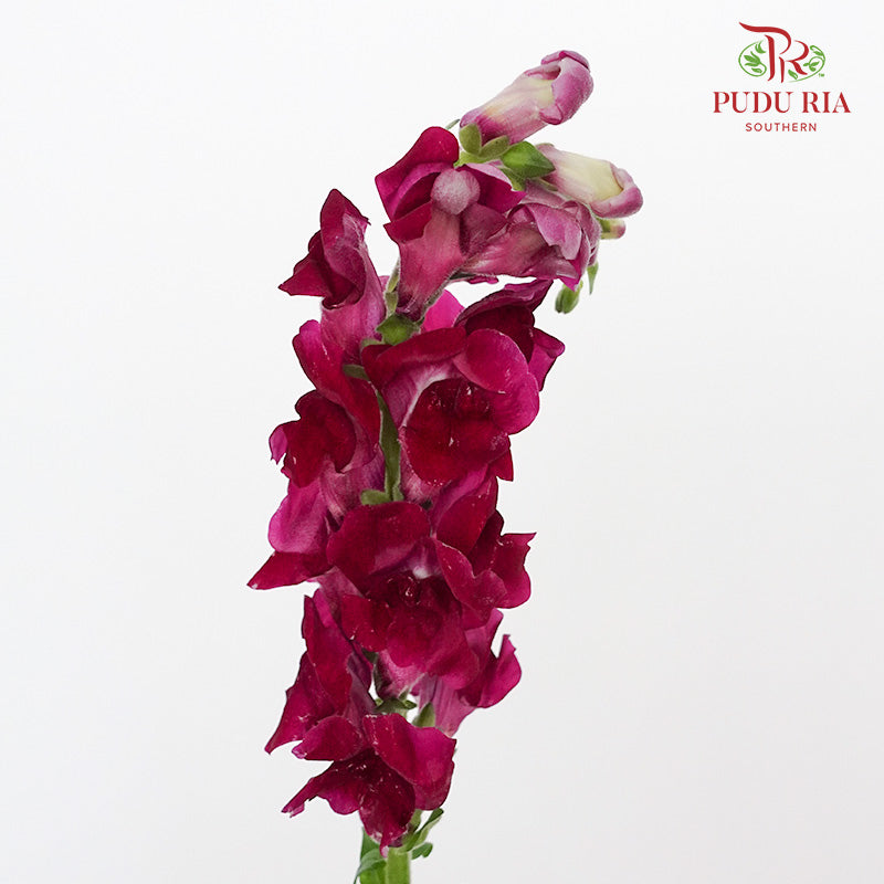 Snapdragon Purple - Pudu Ria Florist Southern
