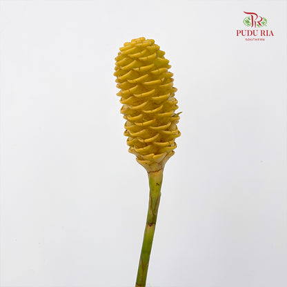 Wild Ginger 蜂巢姜花 Yellow - (Per Stems)