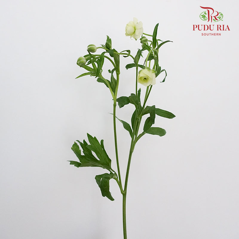 Ranunculus Butterfly Light Yellow (8 - 10 Stems) - Pudu Ria Florist Southern