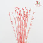 Dry Corn Poppy Fruit - Pink