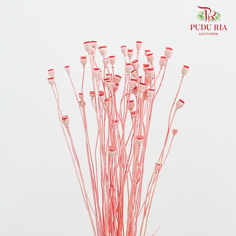 Dry Corn Poppy Fruit - Pink