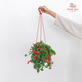 Aeschynanthus Japhrolepis (Mini Lipstick)