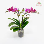 Phalaenopsis Orchid Magenta Double Stem Small