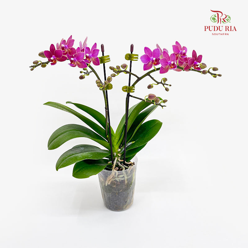 Phalaenopsis Orchid Magenta Double Stem Small
