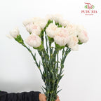 Carnation St Huan Yan (18-20 Stems) - Pudu Ria Florist Southern