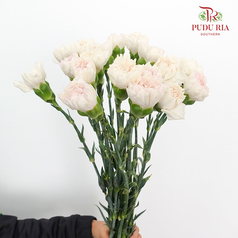 Carnation St Huan Yan (18-20 Stems) - Pudu Ria Florist Southern
