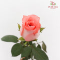 Rose Diana - (8-10 Stems)