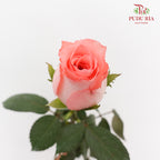 Rose Diana - (8-10 Stems)