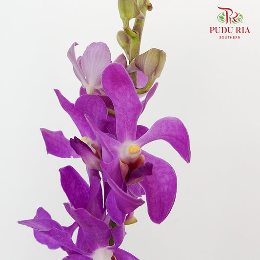 Mokara Orchid Purple / 10 Stems