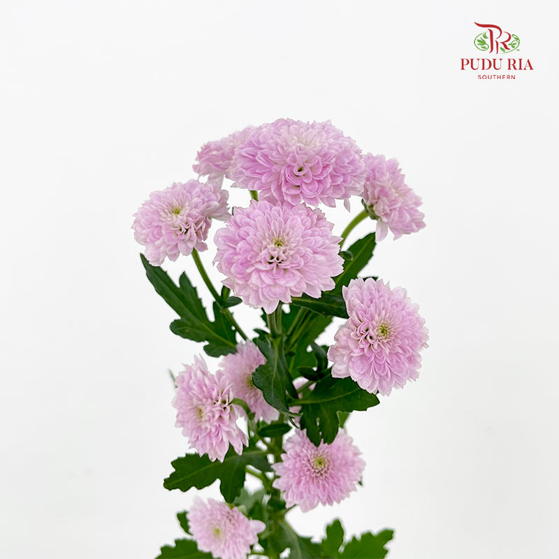 Chrysanthemum Calimero Pompom Miller Pink - (10-12 Stems)