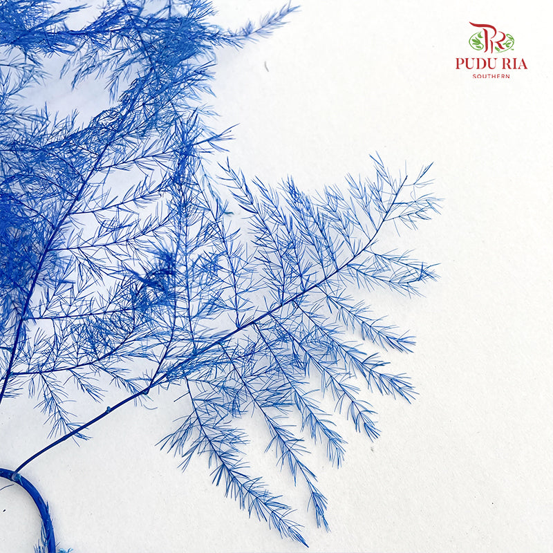 Preservative Asparagus Fern - Blue