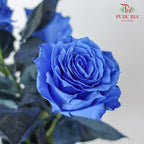 Rose Mondial Dyed Light Blue Tinted - (8-10 Stems)