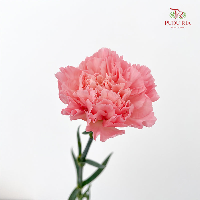 Carnation little Pink - (18-20 Stems)