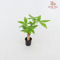Pachira Tree Head