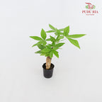 Pachira Tree Head