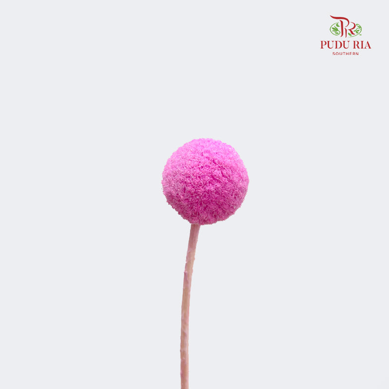 Preservative Craspedia - Pink