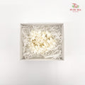 Oxypetalum Blue Star - White