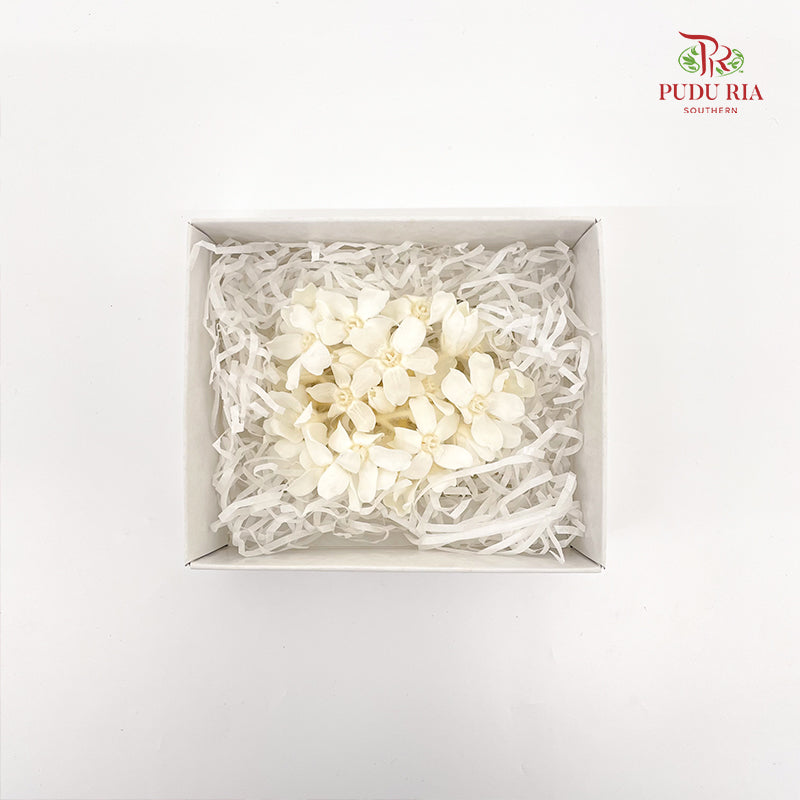 Oxypetalum Blue Star - White