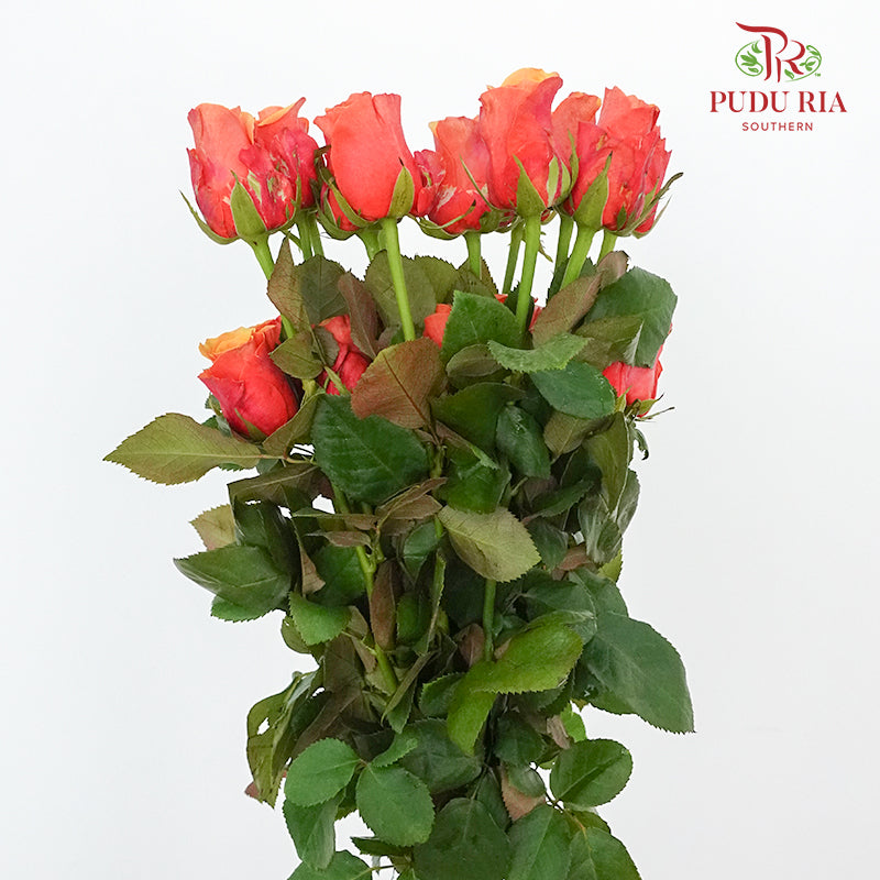 Rose Yellow / Peach (19-20 Stems) - Pudu Ria Florist Southern