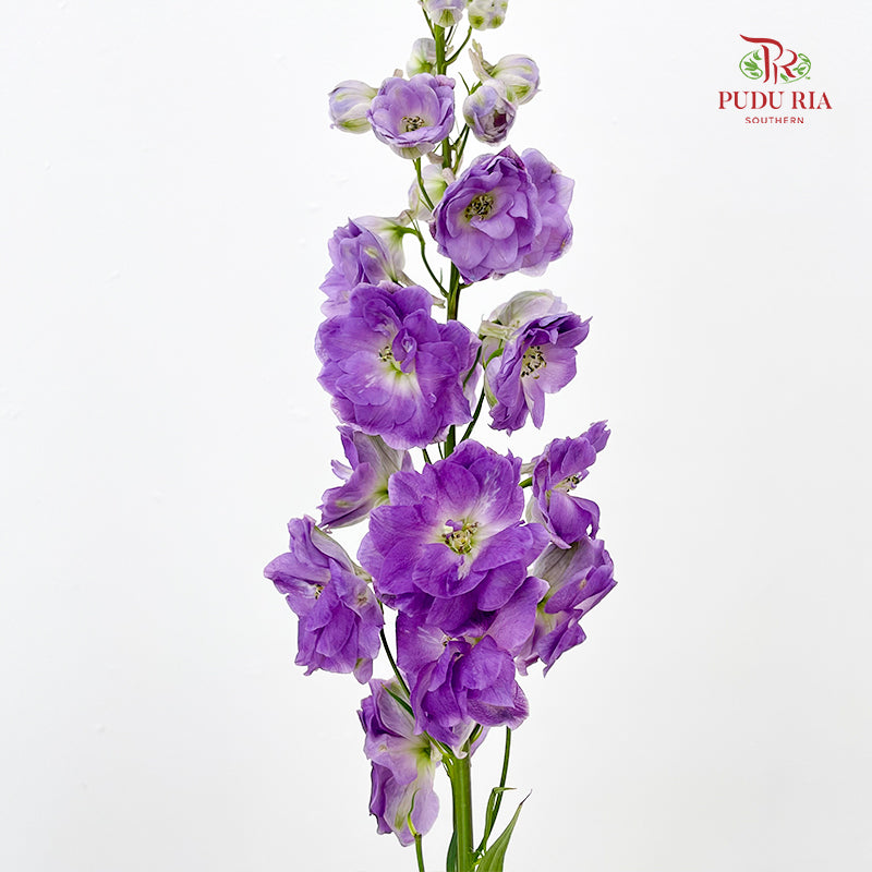 Delphinium Short Purple 飞燕草 - (5 Stems)