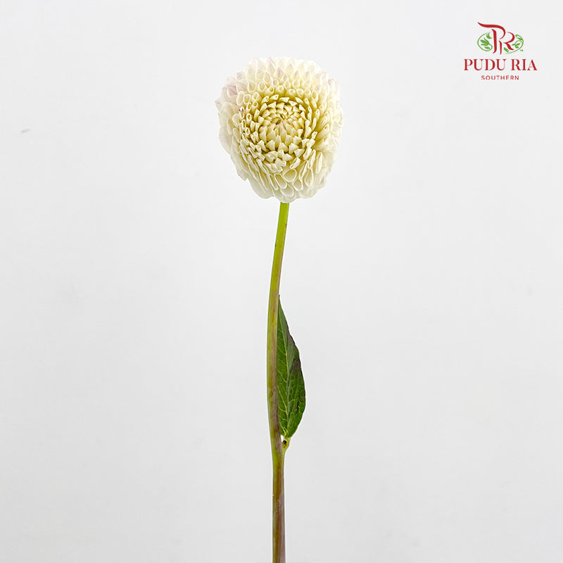 Dahlia Cream - (Per Bundle)