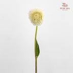 Dahlia Cream - (Per Bundle)