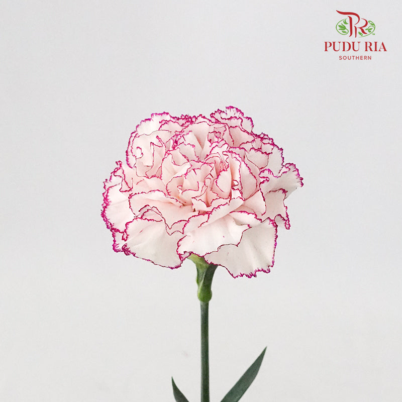 Carnation Commedia (8-10 Stems) - Pudu Ria Florist Southern