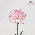 Carnation Commedia (8-10 Stems) - Pudu Ria Florist Southern