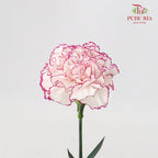 Carnation Commedia (8-10 Stems) - Pudu Ria Florist Southern