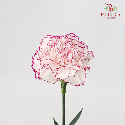 Carnation Commedia (8-10 Stems) - Pudu Ria Florist Southern