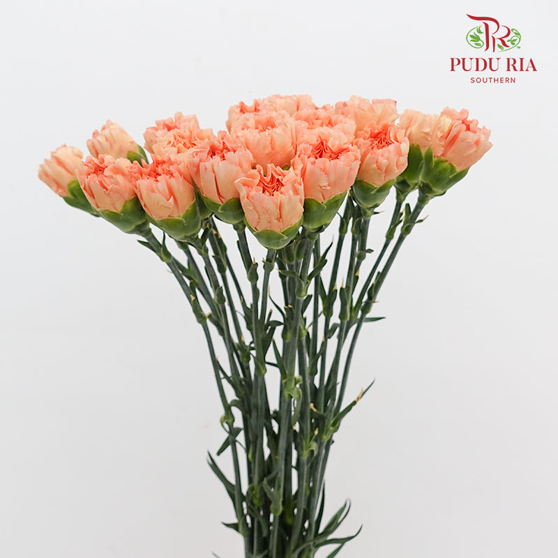 Carnation Eliza Orange 康乃馨 - (18-20 Stems)