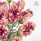 Carnation Princess Maya 玛雅公主康乃馨 - (18-20 Stems)