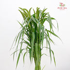 Cattail 香蒲 - (Per Bundle)