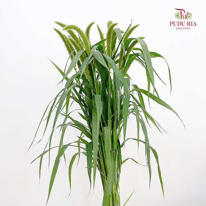 Cattail 香蒲 - (Per Bundle)