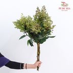 Ligustrum Lucidum (Mi Zhen Berry & Flower) 女贞 - (Per Bundle)
