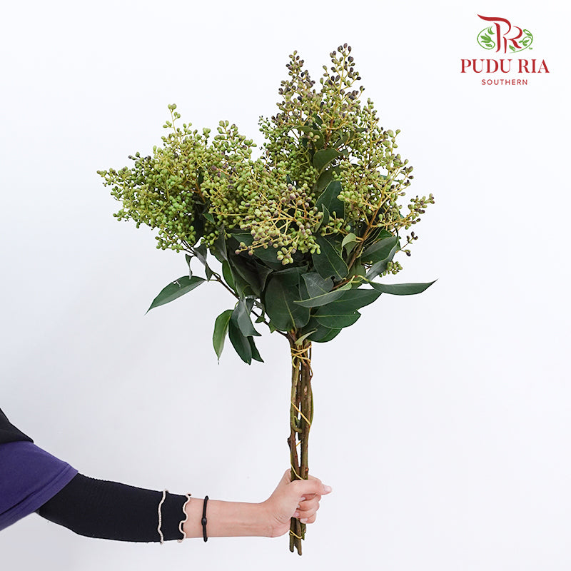 Ligustrum Lucidum (Mi Zhen Berry & Flower) 女贞 - (Per Bundle)