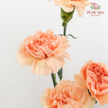 Carnation Amorosa 康乃馨 - (8-10 Stems)