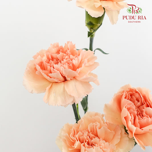 Carnation Amorosa 康乃馨 - (8-10 Stems)
