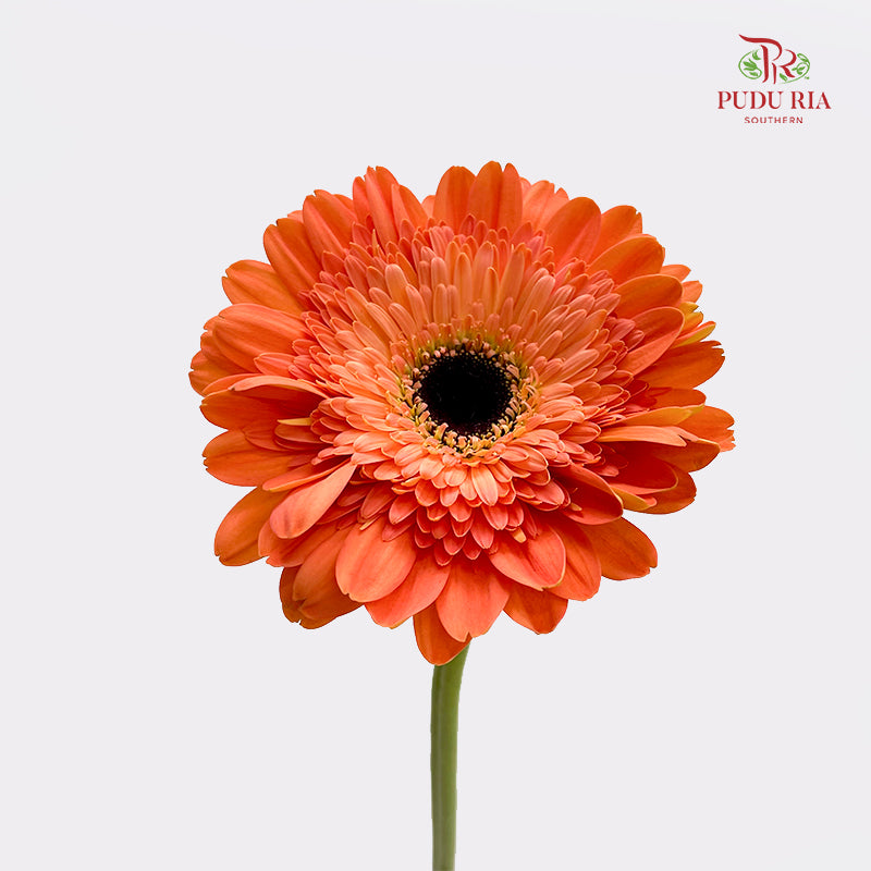 Gerbera Orange 非洲菊 - (8-10 Stems)