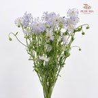 Trachymene Coerulea Blue 翠珠花 - (Per Bundle)