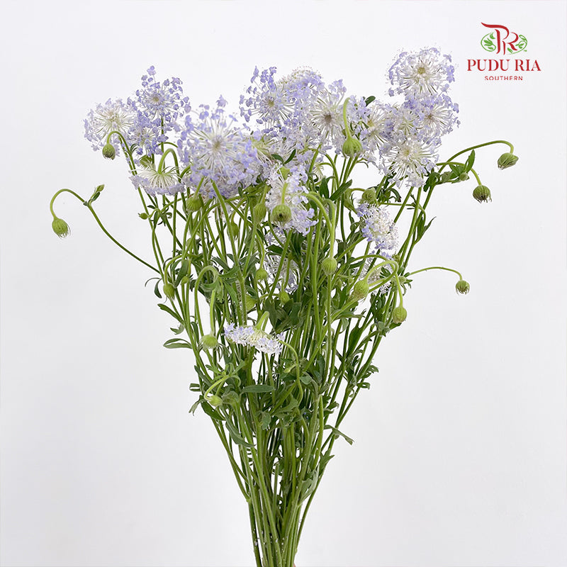 Trachymene Coerulea Blue 翠珠花 - (Per Bundle)