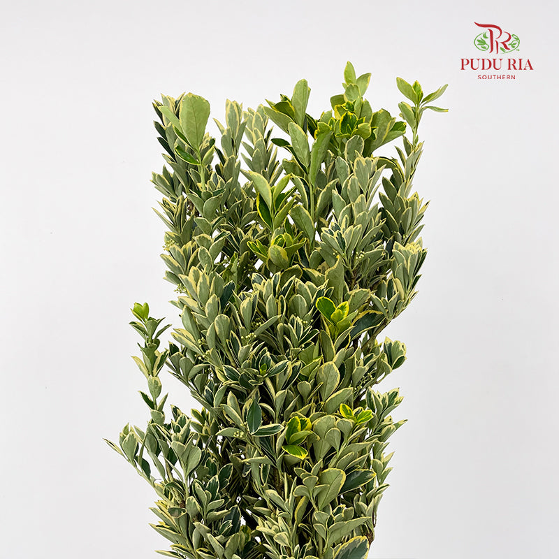 Euonymus fortunei Leaf 花叶海桐 - (Per Bundle)